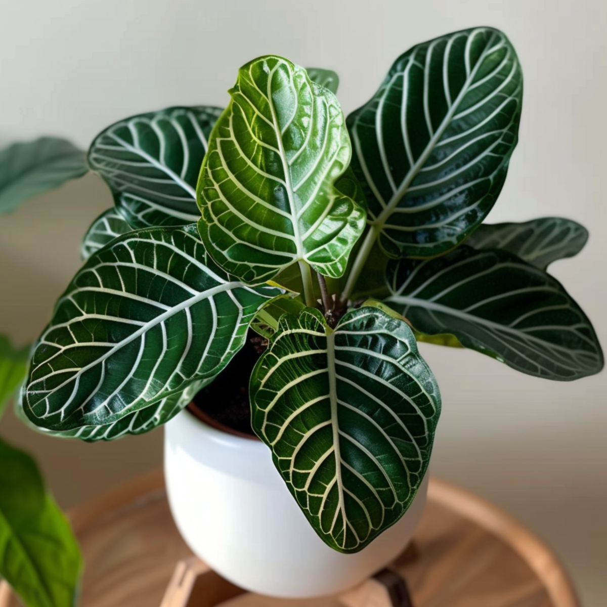 Florastore Zebra Plant - Aphelandra Squarrosa 'Botanica' - Height 25-45Cm - ⌀13Cm