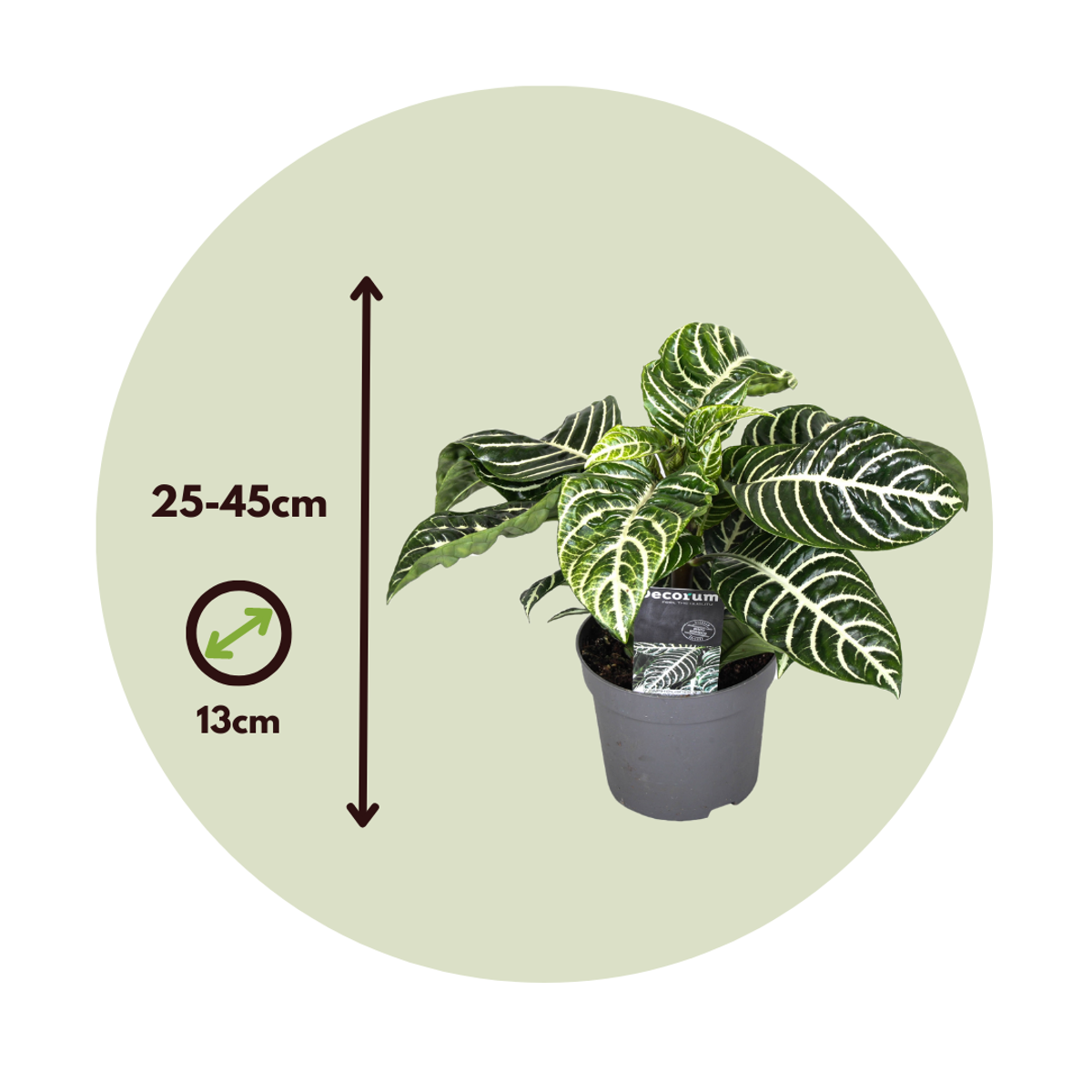 Florastore Zebra Plant - Aphelandra Squarrosa 'Botanica' - Height 25-45Cm - ⌀13Cm