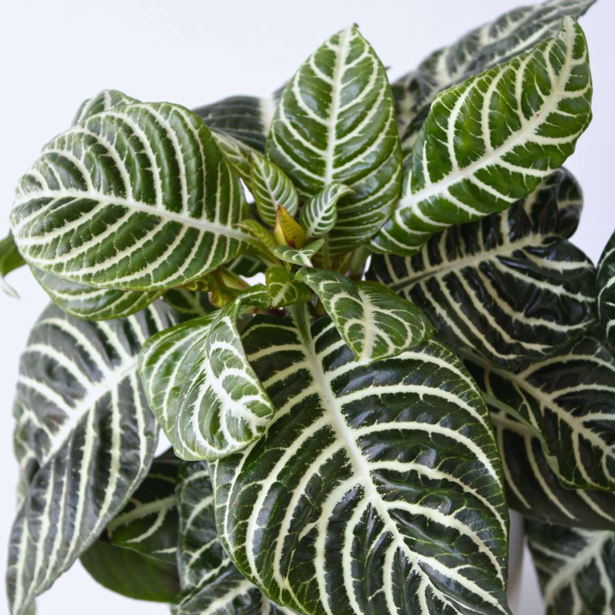 Florastore Zebra Plant - Aphelandra Squarrosa 'Botanica' - Height 25-45Cm - ⌀13Cm