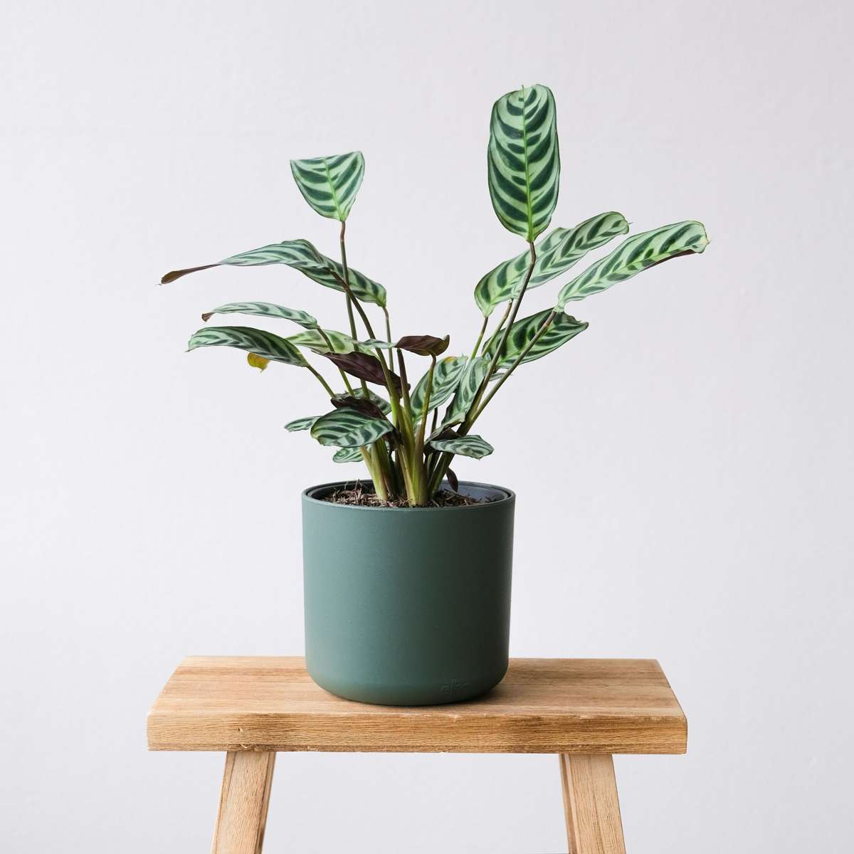 Florastore Never Never Plant - Ctenanthe 'Burle-Marxii' - Height 25-40Cm - ⌀12Cm
