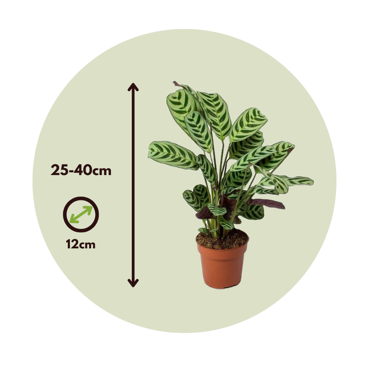 Florastore Never Never Plant - Ctenanthe 'Burle-Marxii' - Height 25-40Cm - ⌀12Cm