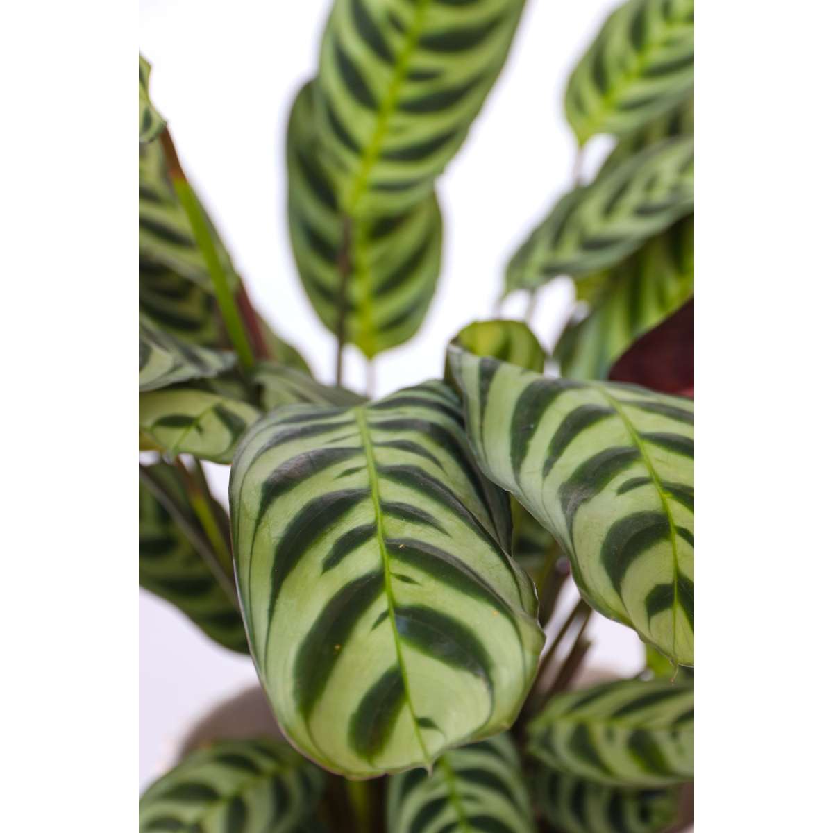 Florastore Never Never Plant - Ctenanthe 'Burle-Marxii' - Height 25-40Cm - ⌀12Cm