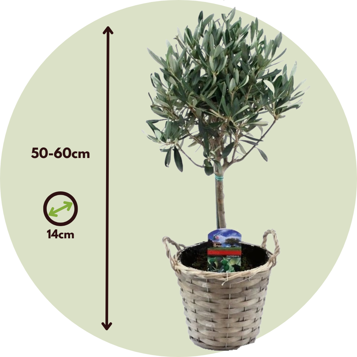 Florastore Common Olive Tree - 2 Pcs. - Olea Europaea - Height 50-60Cm - ⌀14Cm