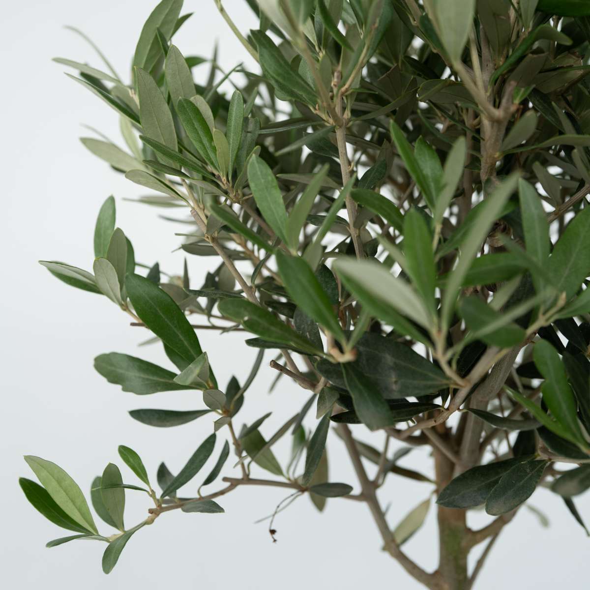 Florastore Common Olive Tree - 2 Pcs. - Olea Europaea - Height 50-60Cm - ⌀14Cm