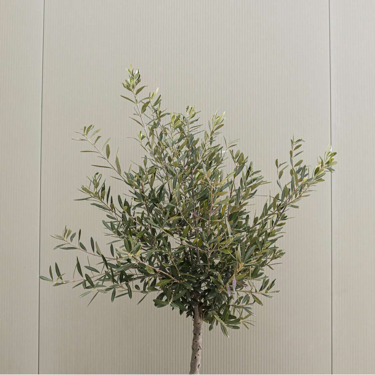Florastore Common Olive Tree - 2 Pcs. - Olea Europaea - Height 50-60Cm - ⌀14Cm