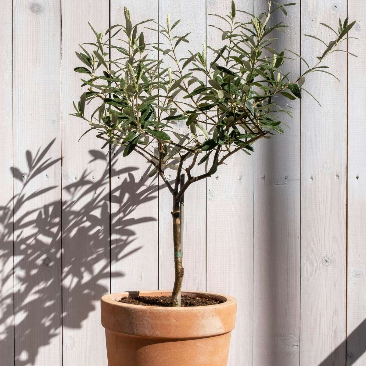 Florastore Common Olive Tree - 2 Pcs. - Olea Europaea - Height 50-60Cm - ⌀14Cm