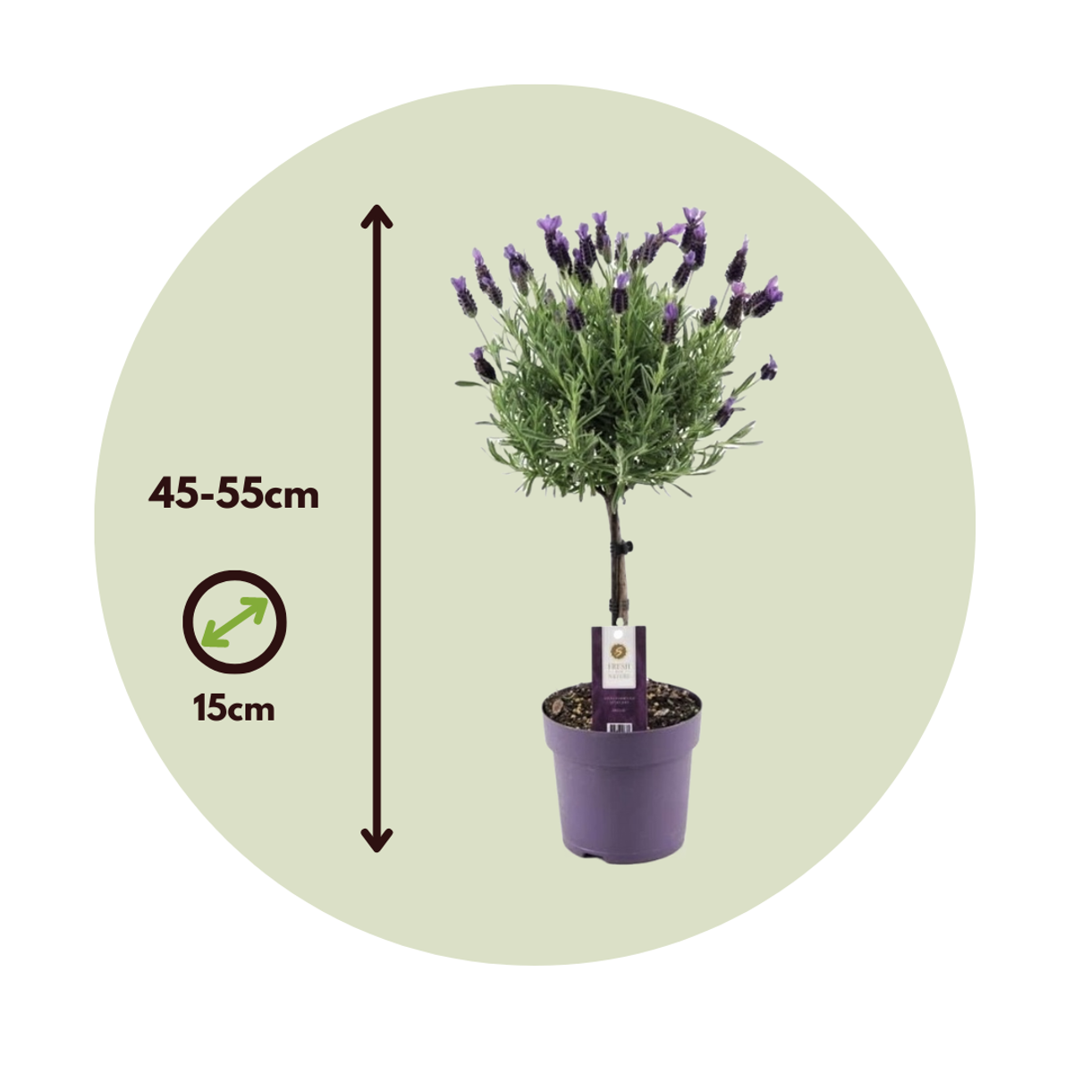 Florastore Lavender - 2 Pcs. - Lavandula Stoechas 'Anouk' - Height 45-55Cm - ⌀15Cm