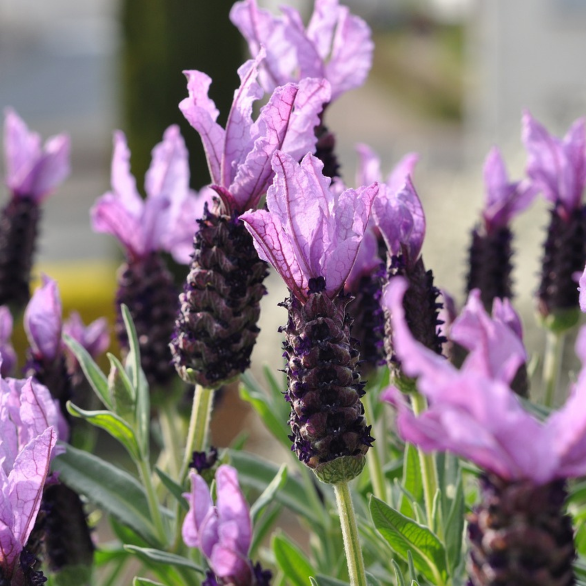 Florastore Lavender - 2 Pcs. - Lavandula Stoechas 'Anouk' - Height 45-55Cm - ⌀15Cm