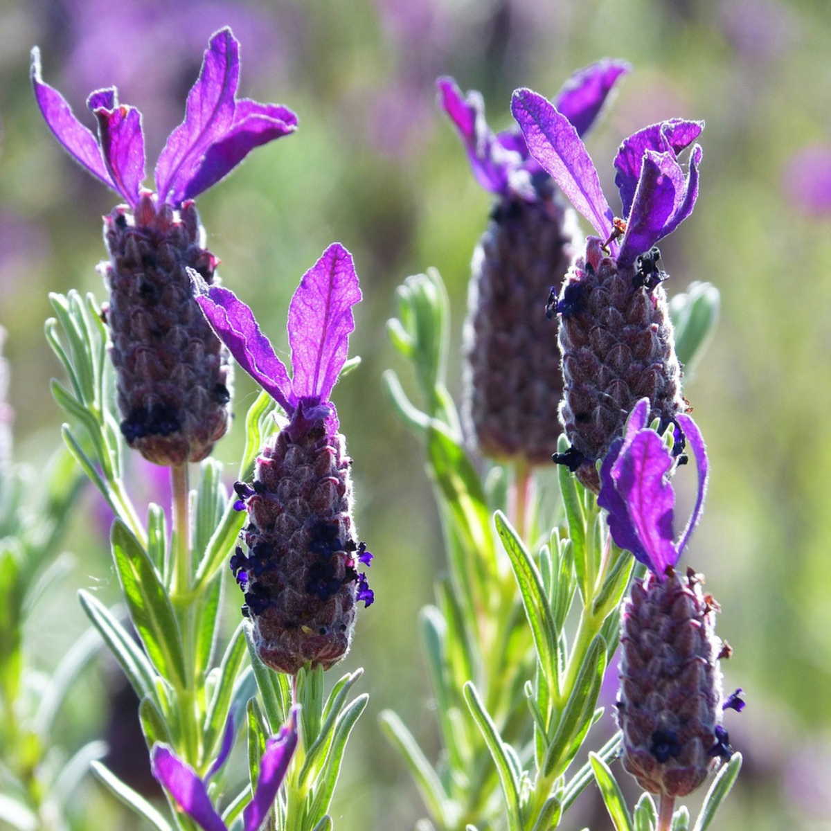 Florastore Lavender - 2 Pcs. - Lavandula Stoechas 'Anouk' - Height 45-55Cm - ⌀15Cm