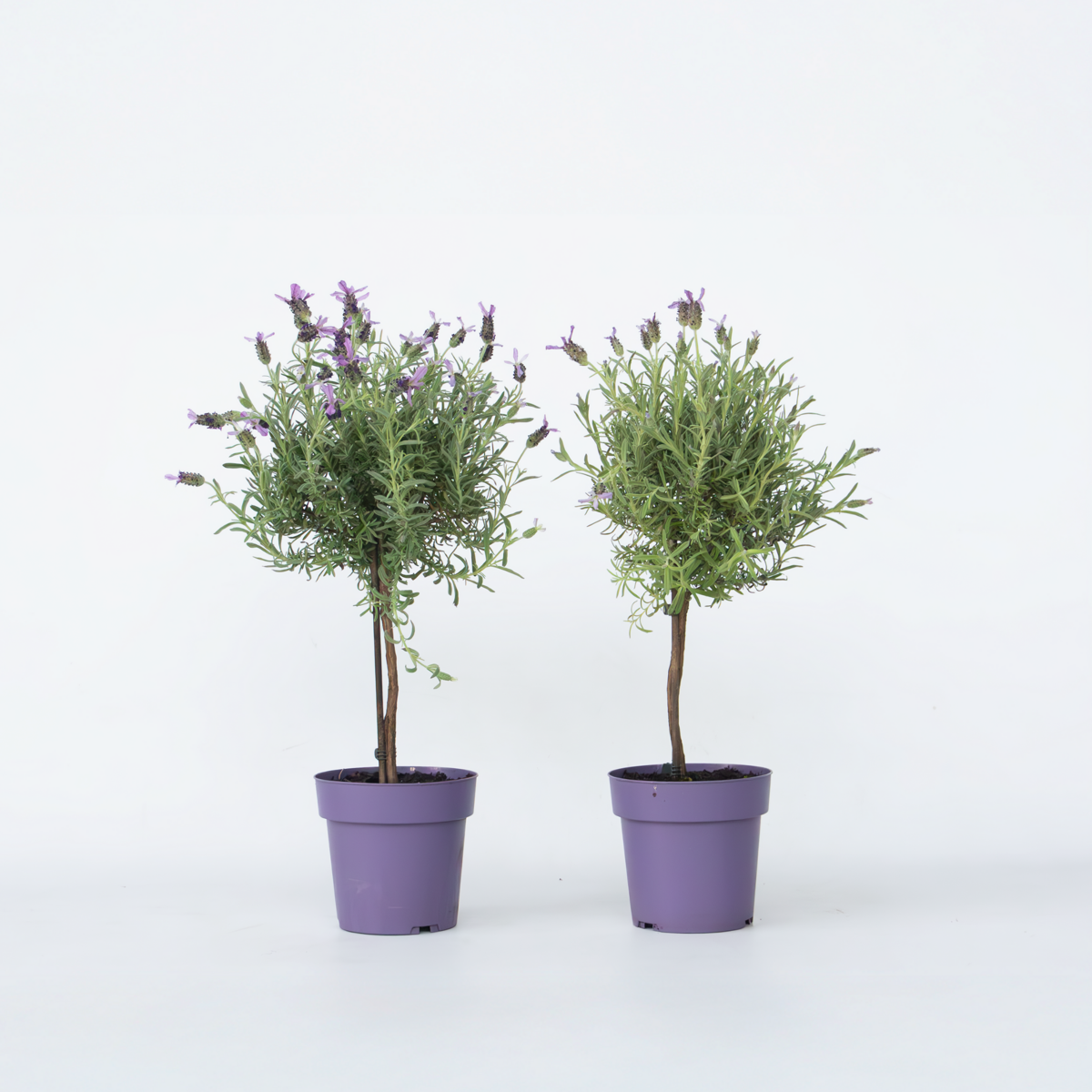 Florastore Lavender - 2 Pcs. - Lavandula Stoechas 'Anouk' - Height 45-55Cm - ⌀15Cm