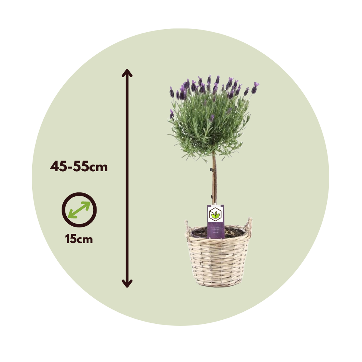 Florastore Lavender - Lavandula Stoechas 'Anouk' - Height 45-55Cm - ⌀15Cm