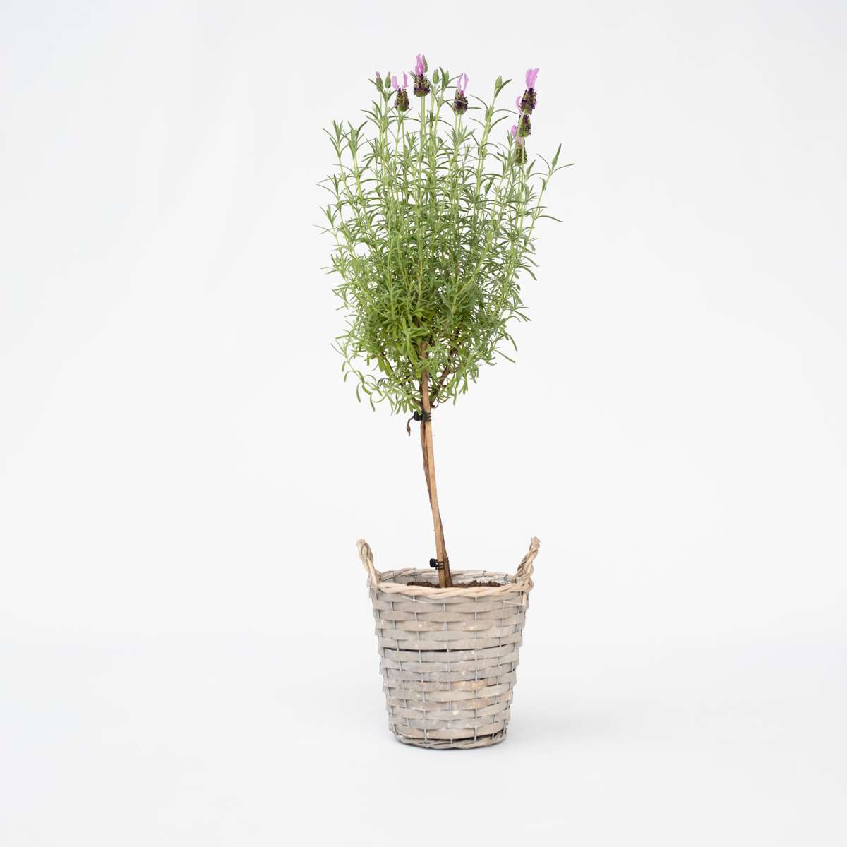 Florastore Lavender - Lavandula Stoechas 'Anouk' - Height 45-55Cm - ⌀15Cm