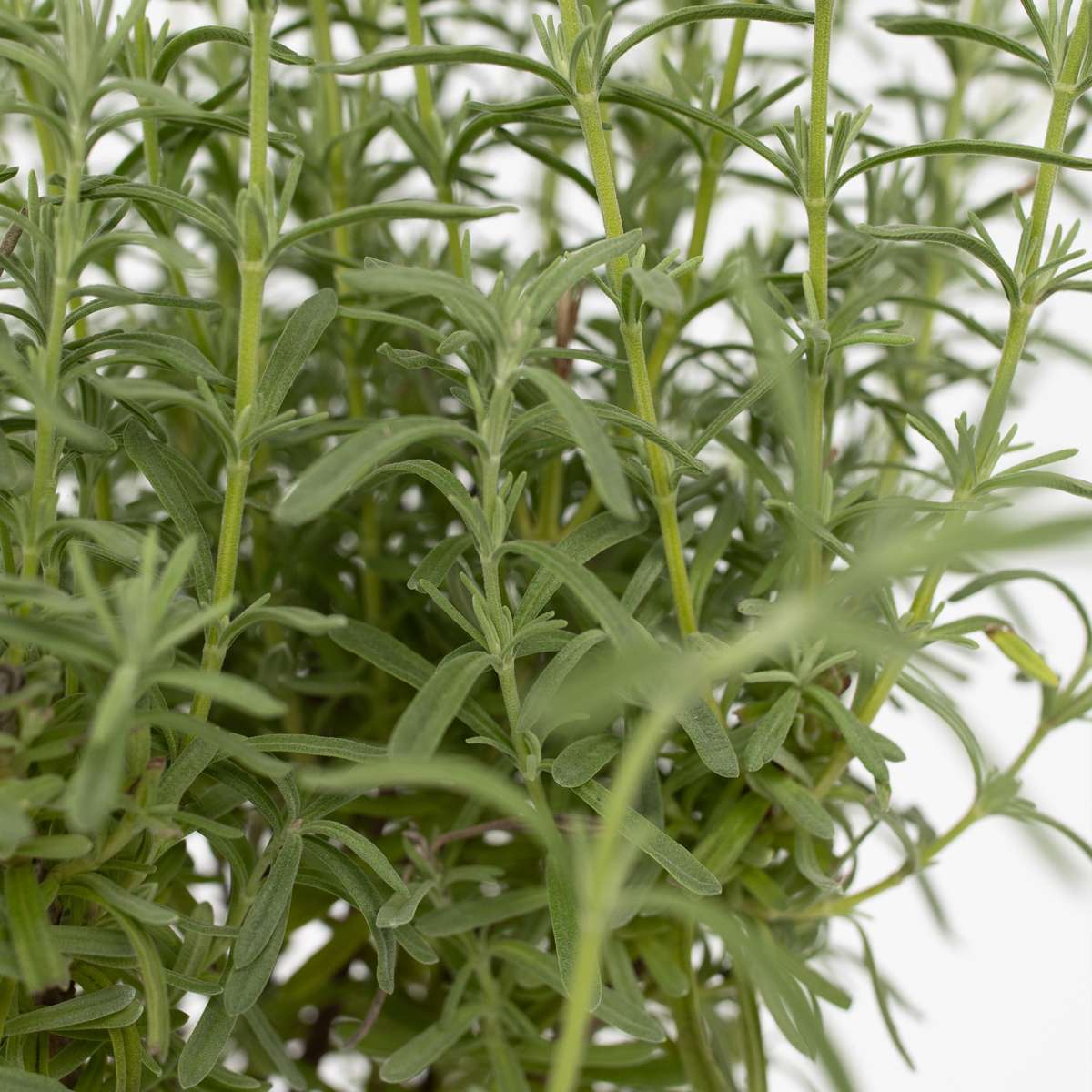 Florastore Lavender - Lavandula Stoechas 'Anouk' - Height 45-55Cm - ⌀15Cm