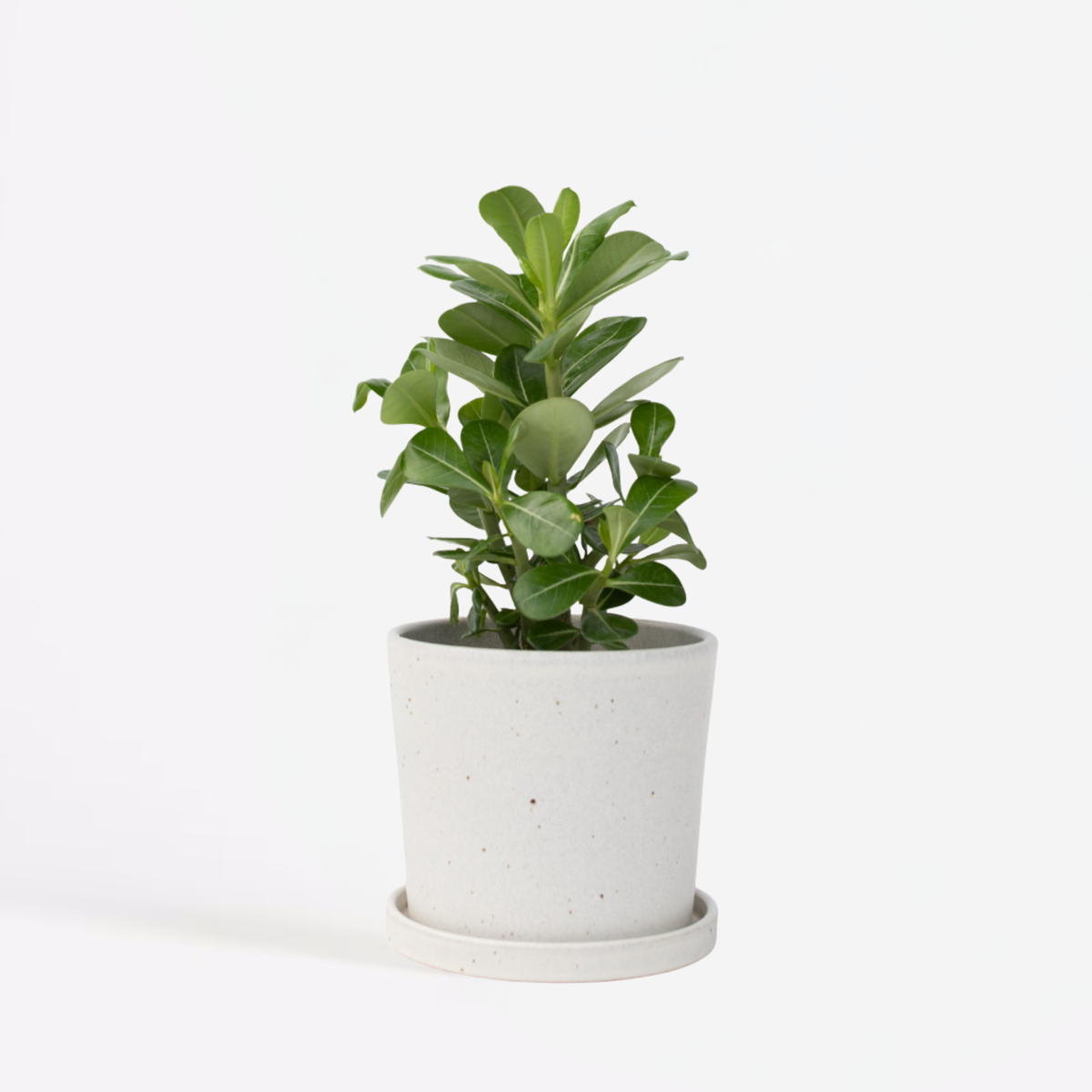 Florastore Desert Rose - Adenium Obesum - Height 25-40Cm - ⌀10,5Cm