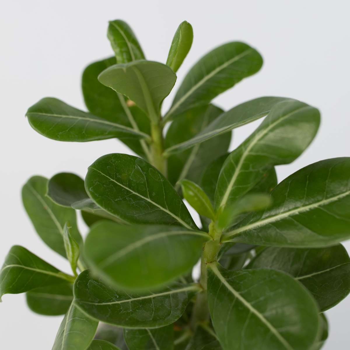 Florastore Desert Rose - Adenium Obesum - Height 25-40Cm - ⌀10,5Cm