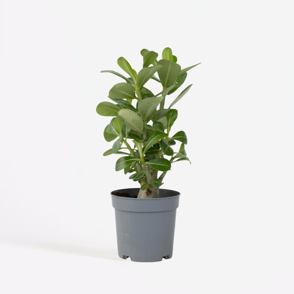 Florastore Desert Rose - Adenium Obesum - Height 25-40Cm - ⌀10,5Cm