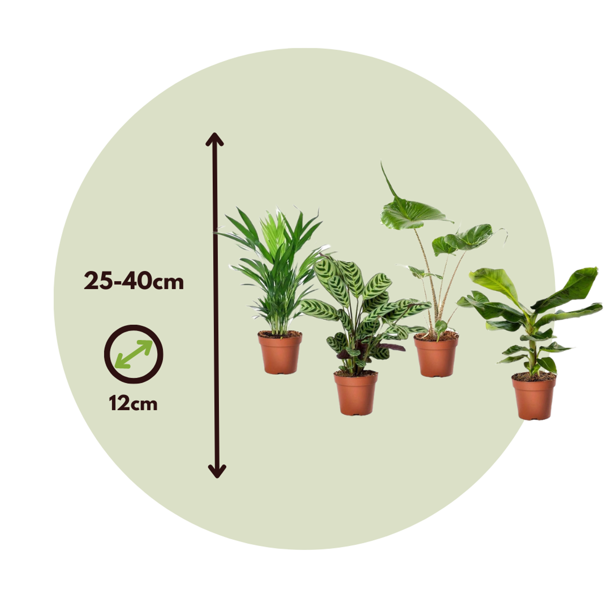 Florastore Tropical Green Mix - 4 Pcs. - Tropical Mix - Height 25-40Cm - ⌀12Cm