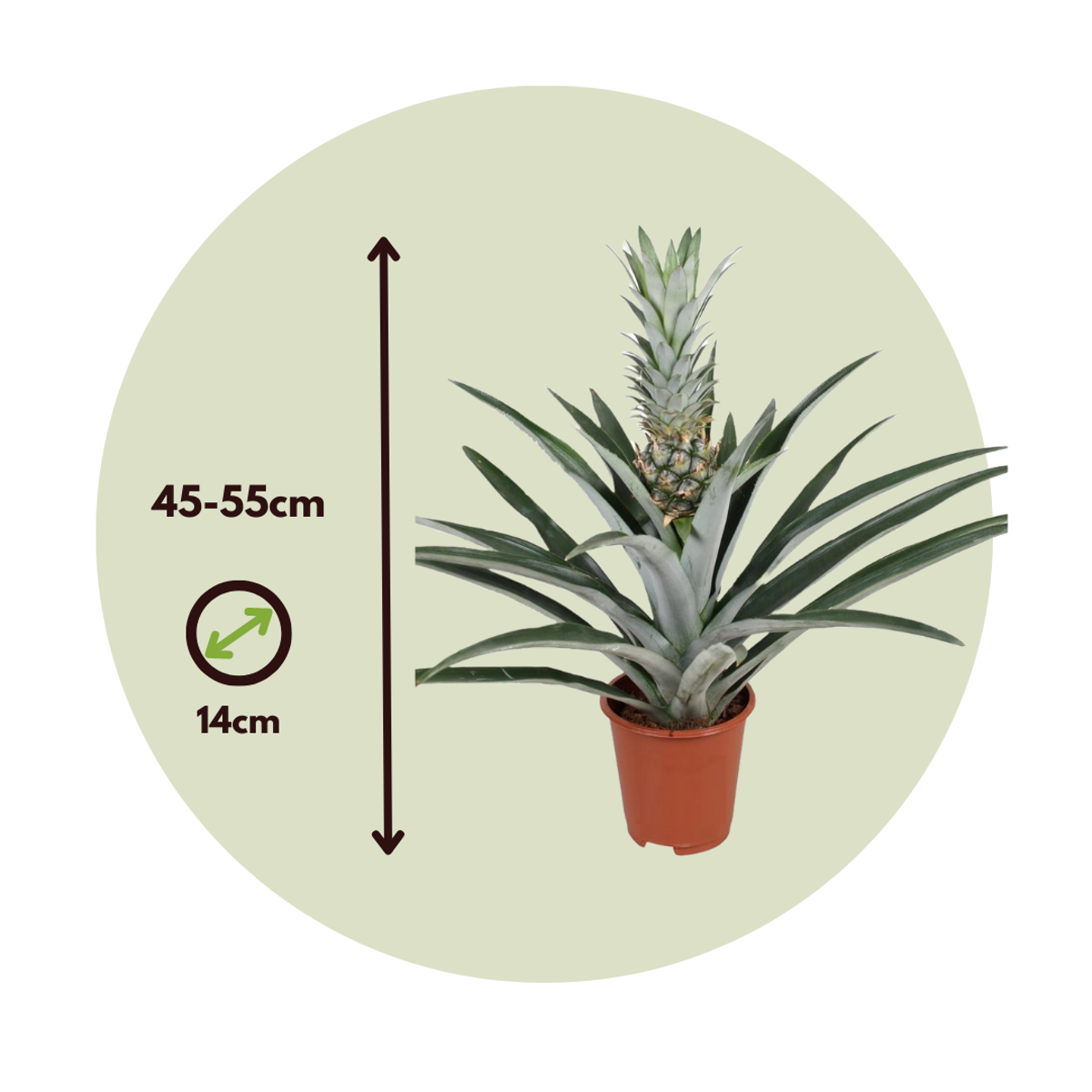 Florastore Pineapple - Ananas Comosus - Height 45-55Cm - ⌀14Cm