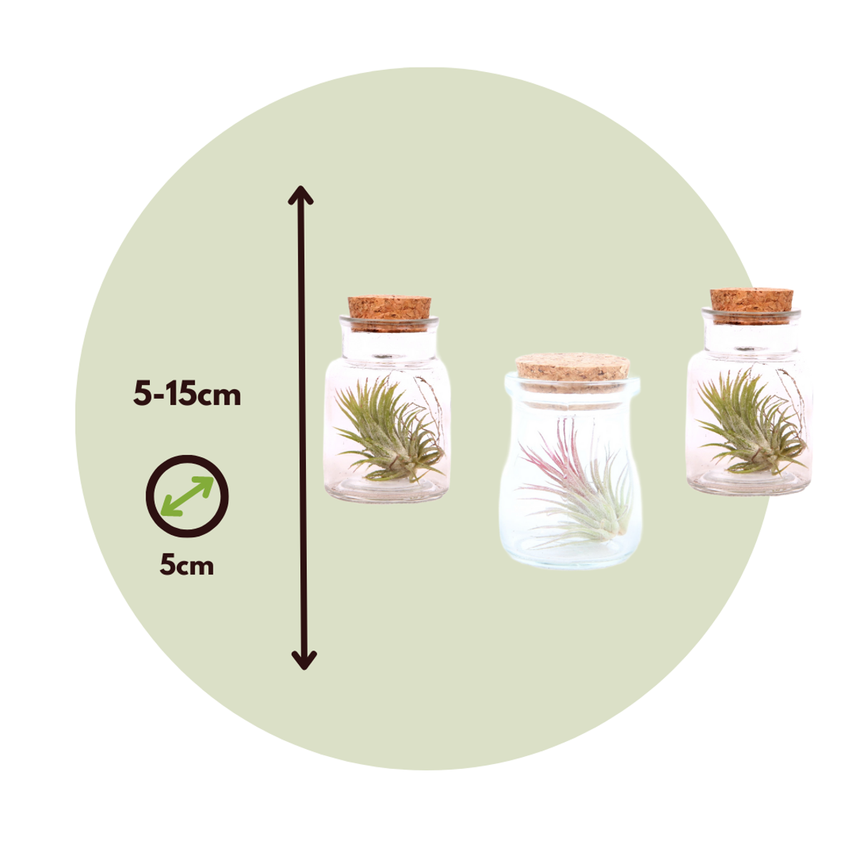 Florastore Air Plant In Glass - 3 Pcs. - Tillandsia - Height 5-15Cm - ⌀5Cm