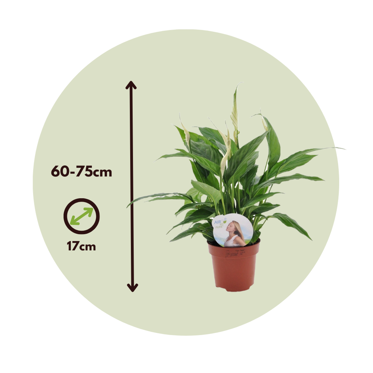 Florastore Peace Lilly - 4 Pcs. - Spathiphyllum 'Lima' - Height 60-75Cm - ⌀12Cm