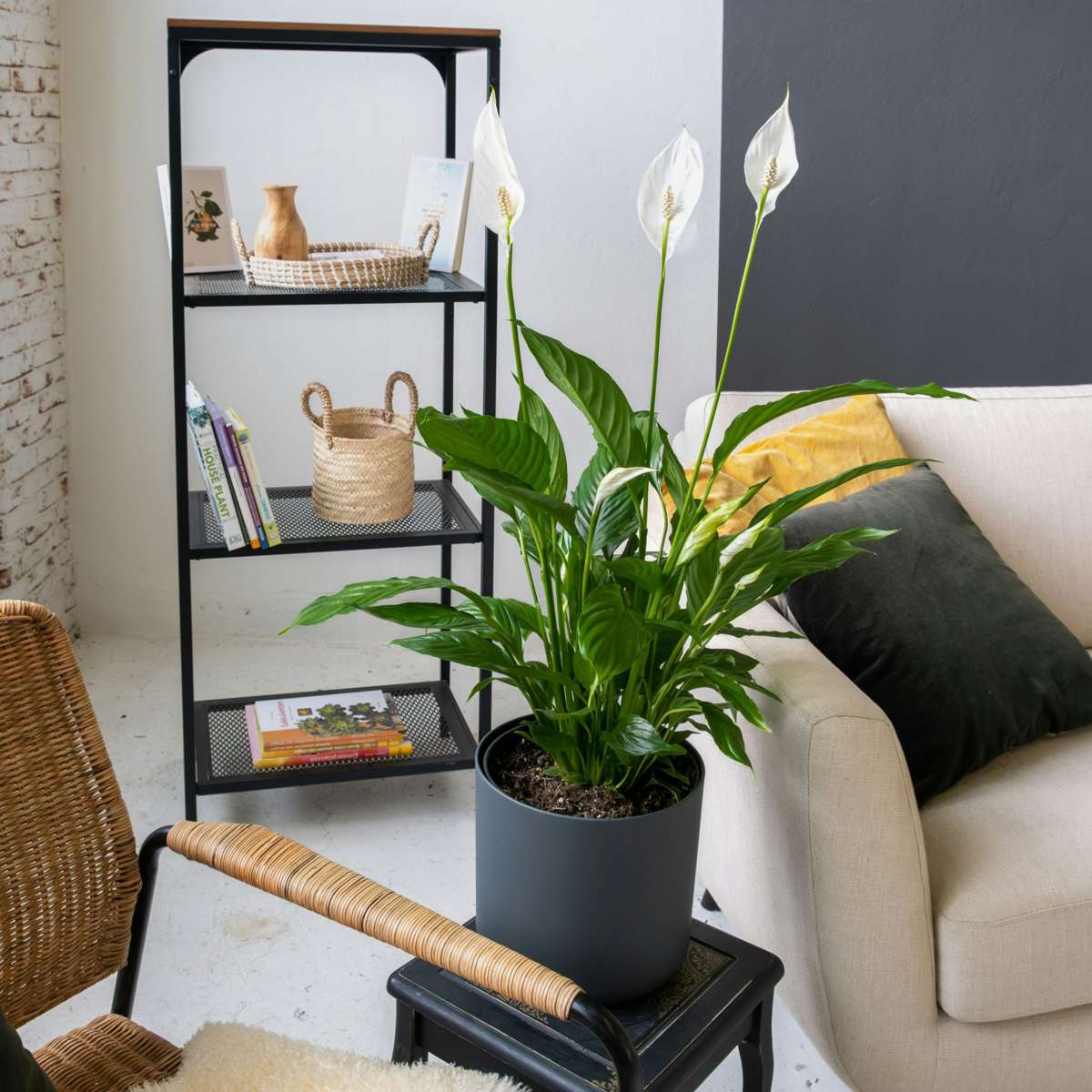 Florastore Peace Lilly - 4 Pcs. - Spathiphyllum 'Lima' - Height 60-75Cm - ⌀12Cm