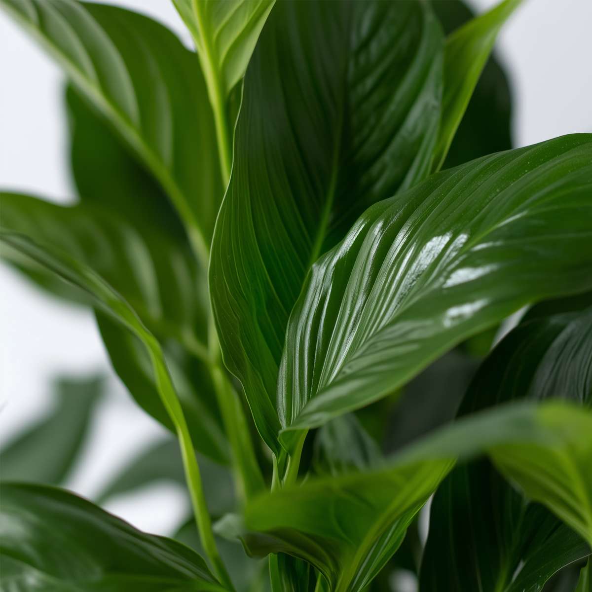Florastore Peace Lilly - Spathiphyllum 'Lima' - Height 60-75Cm - ⌀17Cm