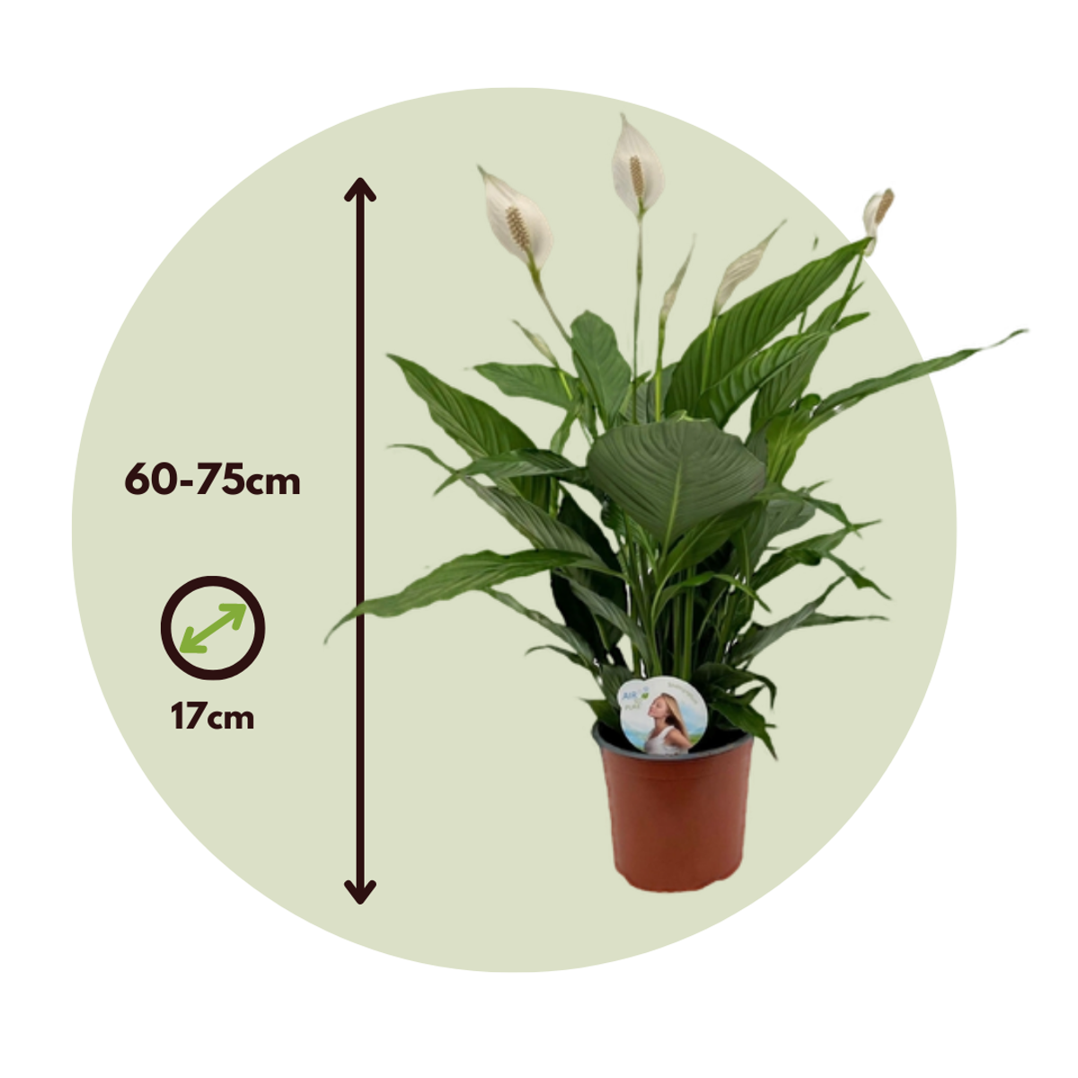 Florastore Peace Lilly - Spathiphyllum 'Lima' - Height 60-75Cm - ⌀17Cm