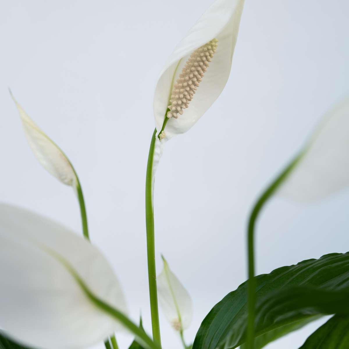Florastore Peace Lilly - Spathiphyllum 'Lima' - Height 60-75Cm - ⌀17Cm