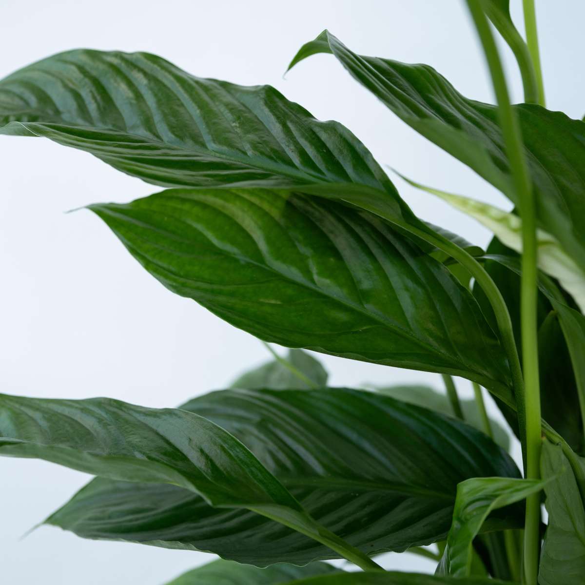 Florastore Peace Lilly - Spathiphyllum 'Lima' - Height 60-75Cm - ⌀17Cm