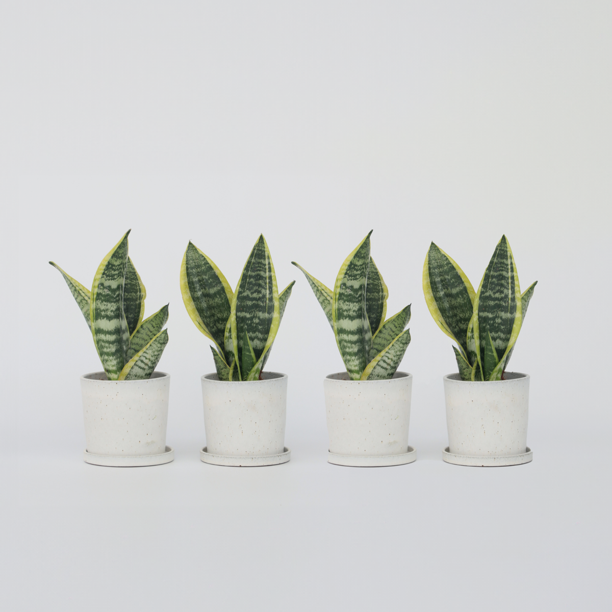 Florastore Snake Plant - 4 Pcs. - Sansevieria 'Futura Superba' - Height 35-40Cm - ⌀12Cm