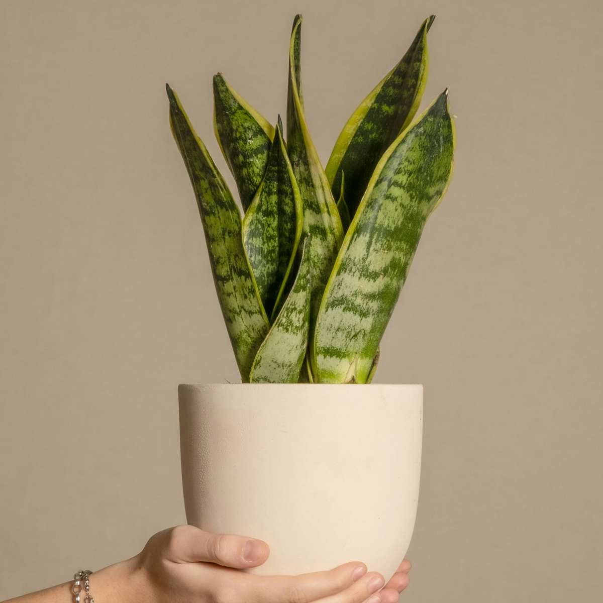 Florastore Snake Plant - 4 Pcs. - Sansevieria 'Futura Superba' - Height 35-40Cm - ⌀12Cm