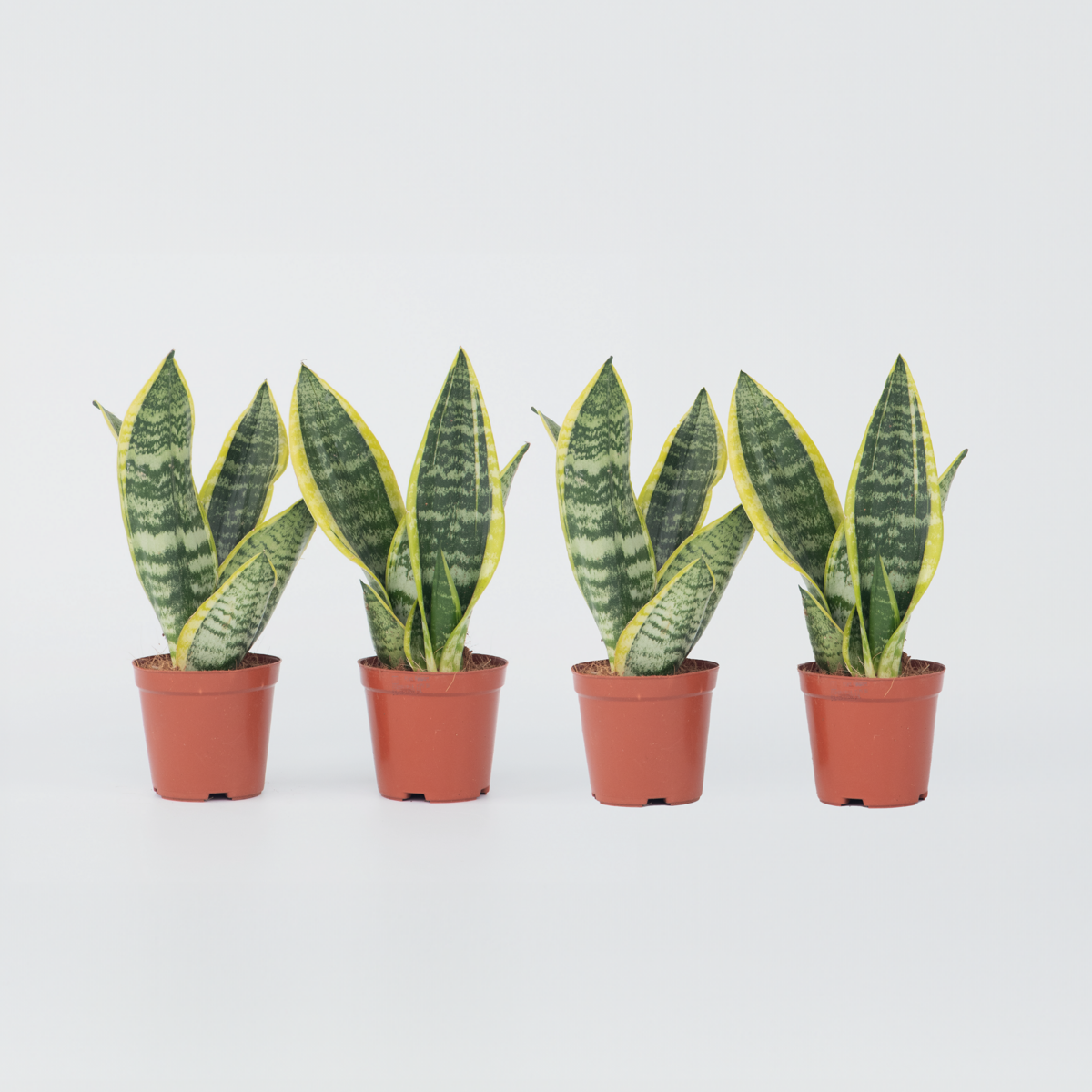 Florastore Snake Plant - 4 Pcs. - Sansevieria 'Futura Superba' - Height 35-40Cm - ⌀12Cm