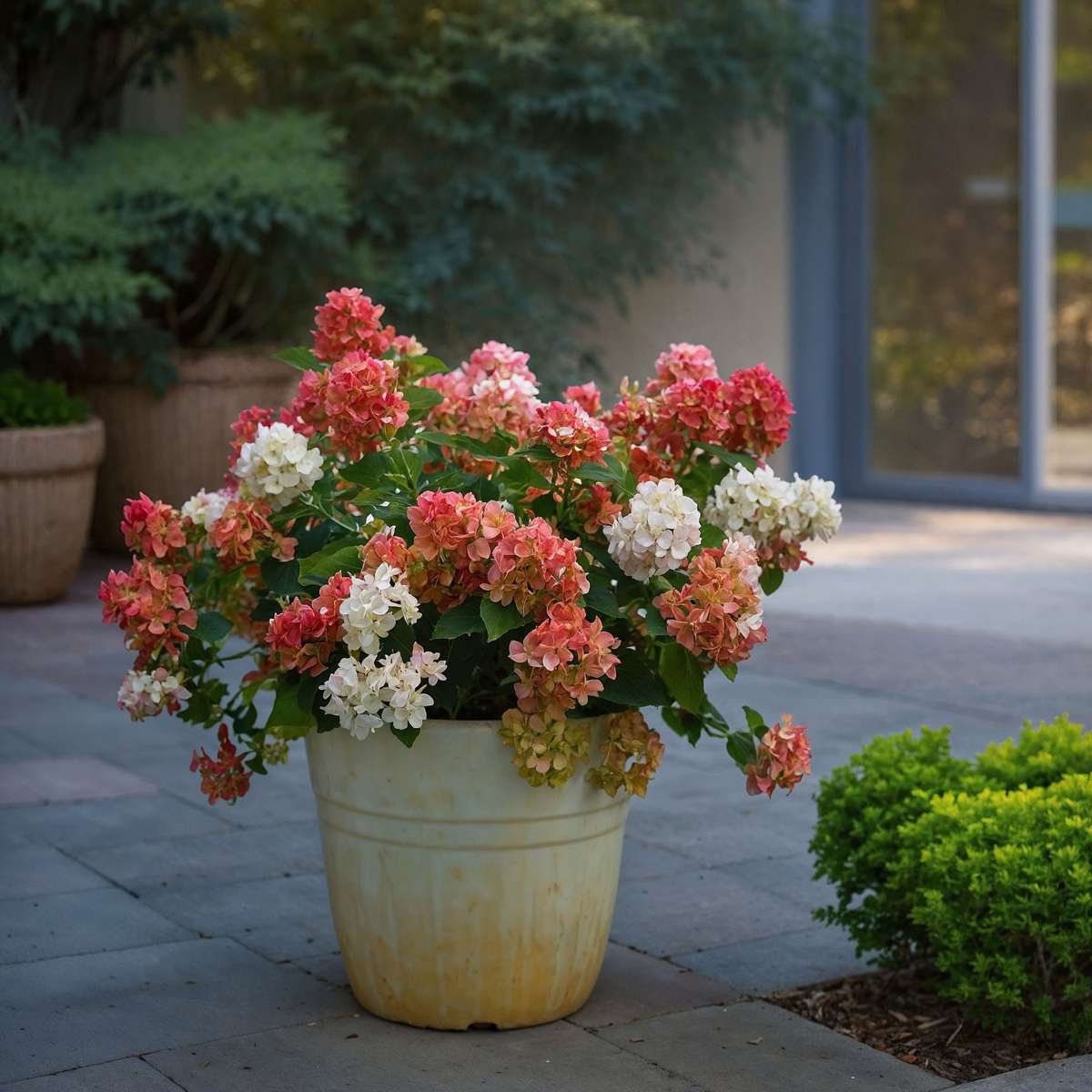 Florastore Hortensia - Hydrangea Paniculata 'Wim's Red' - Height 25-40Cm - ⌀19Cm