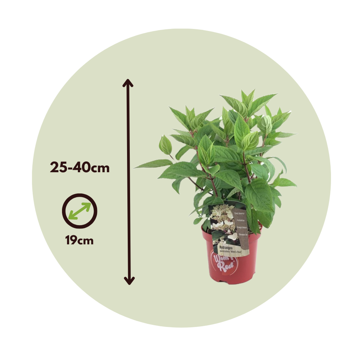 Florastore Hortensia - Hydrangea Paniculata 'Wim's Red' - Height 25-40Cm - ⌀19Cm