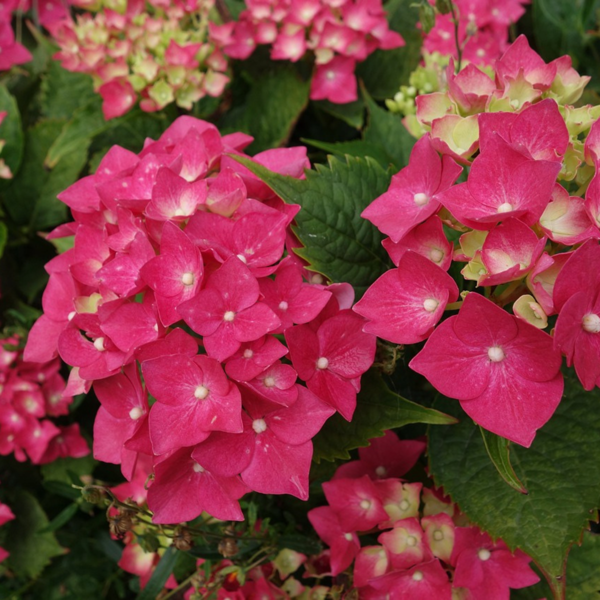 Florastore Hortensia - Hydrangea Paniculata 'Wim's Red' - Height 25-40Cm - ⌀19Cm