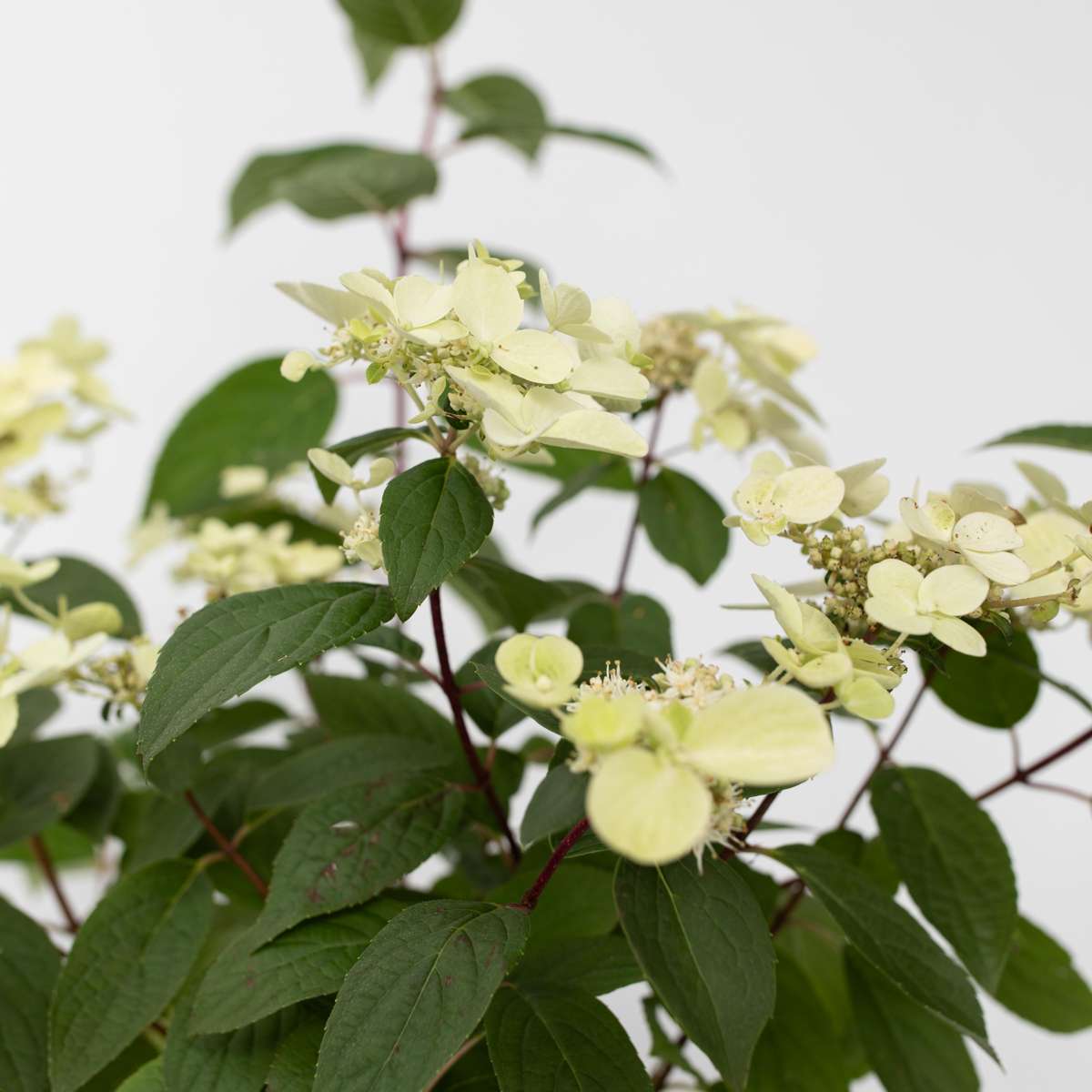 Florastore Hortensia - Hydrangea Paniculata 'Wim's Red' - Height 25-40Cm - ⌀19Cm