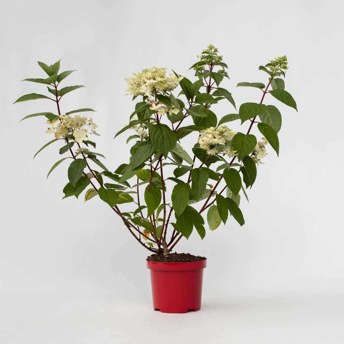 Florastore Hortensia - Hydrangea Paniculata 'Wim's Red' - Height 25-40Cm - ⌀19Cm