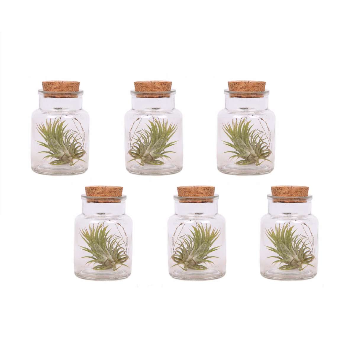 Florastore Air Plant In Glass - 6 Pcs. - Tillandsia - Height 5-15Cm - ⌀5Cm