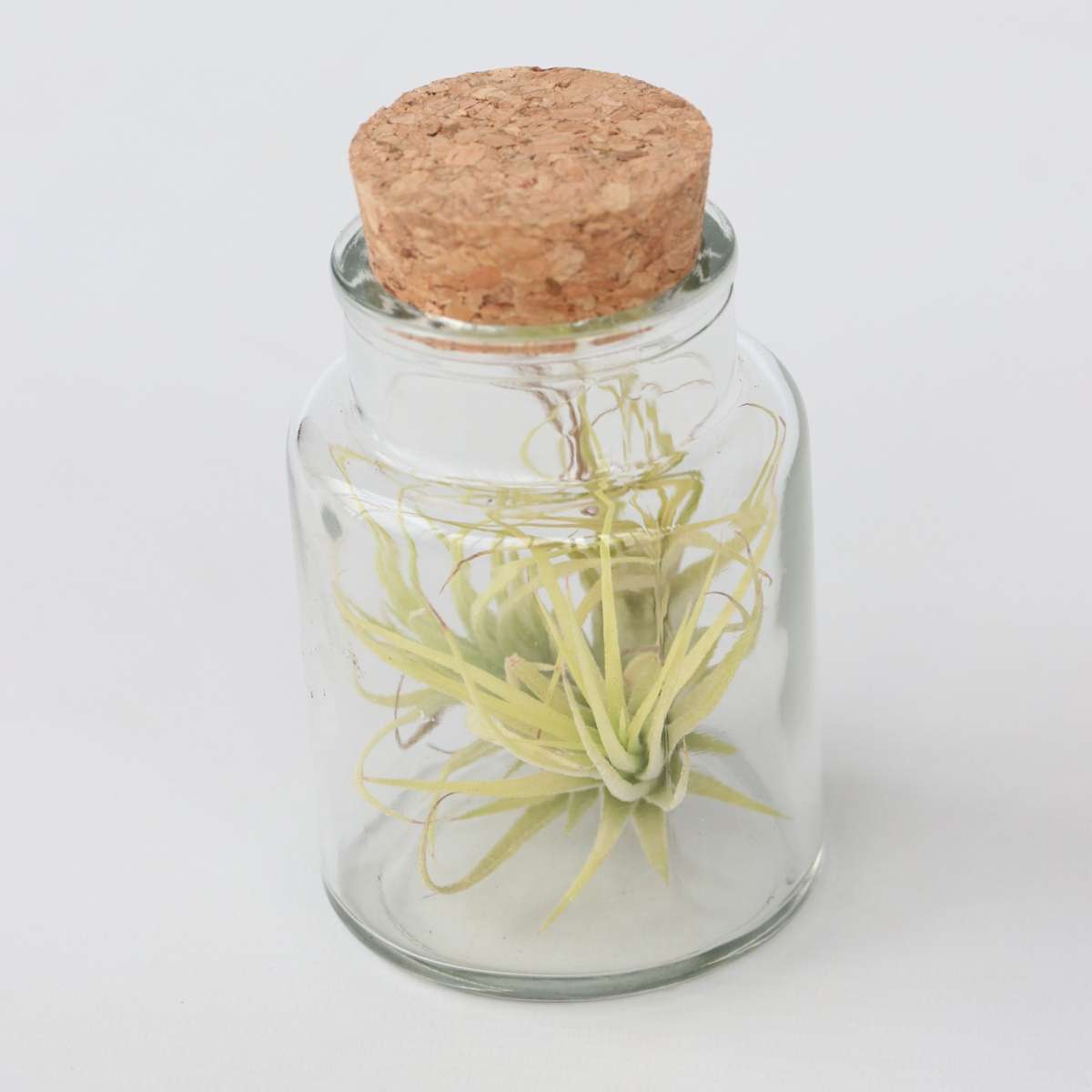 Florastore Air Plant In Glass - 6 Pcs. - Tillandsia - Height 5-15Cm - ⌀5Cm