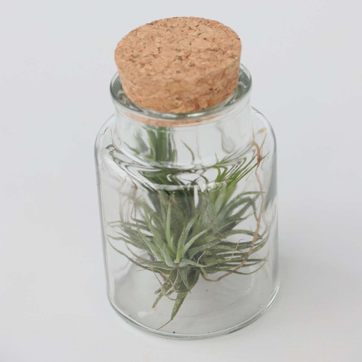 Florastore Air Plant In Glass - 6 Pcs. - Tillandsia - Height 5-15Cm - ⌀5Cm