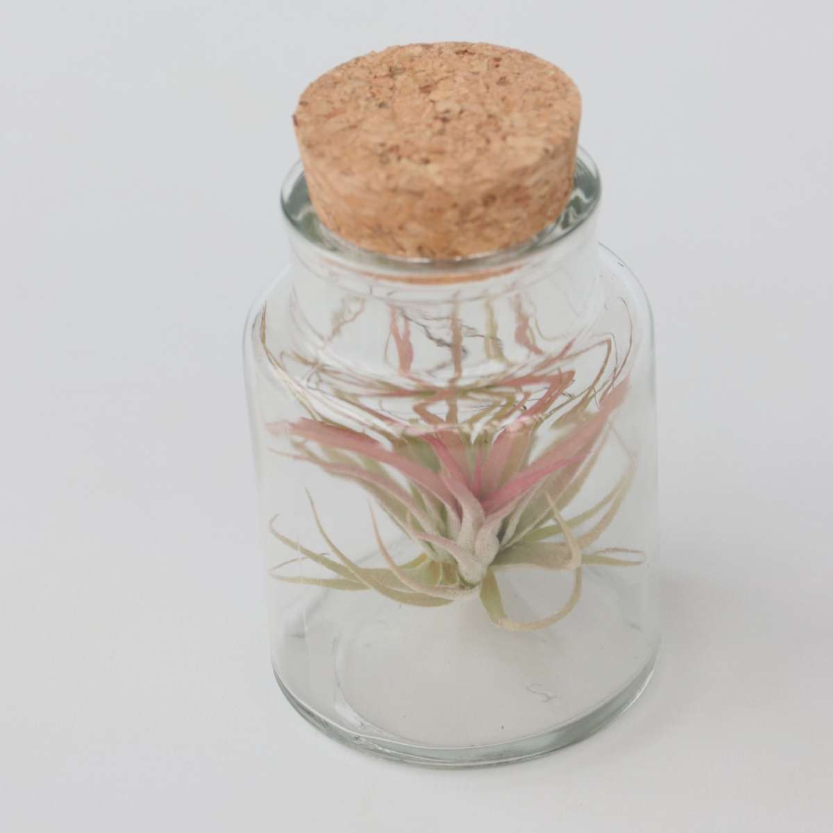 Florastore Air Plant In Glass - 6 Pcs. - Tillandsia - Height 5-15Cm - ⌀5Cm