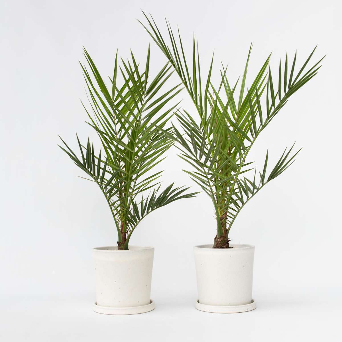 Florastore Canary Date Palm - 2 Pcs. - Phoenix Canariensis - Height 50-60Cm - ⌀15Cm