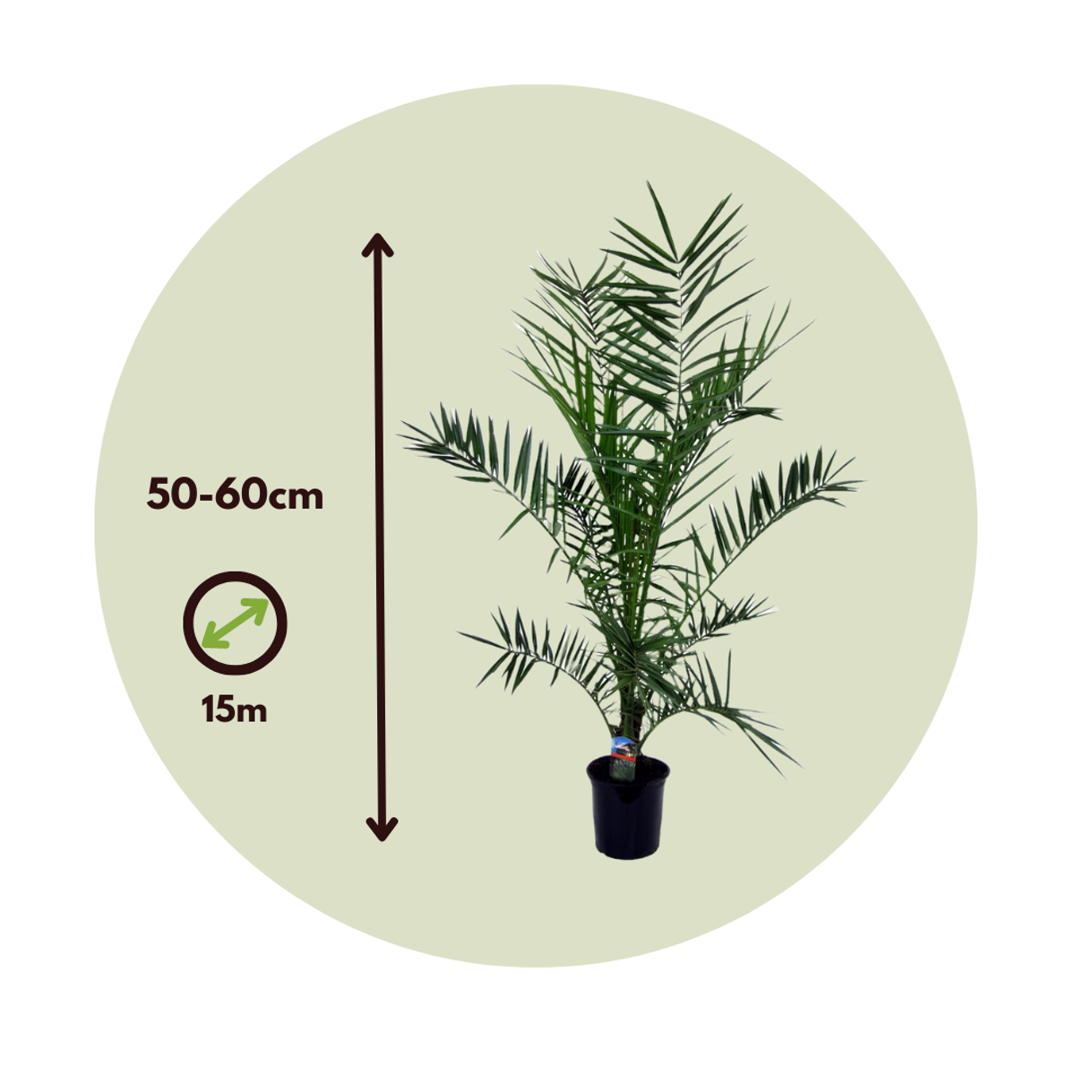 Florastore Canary Date Palm - 2 Pcs. - Phoenix Canariensis - Height 50-60Cm - ⌀15Cm