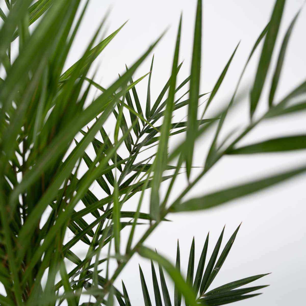 Florastore Canary Date Palm - 2 Pcs. - Phoenix Canariensis - Height 50-60Cm - ⌀15Cm