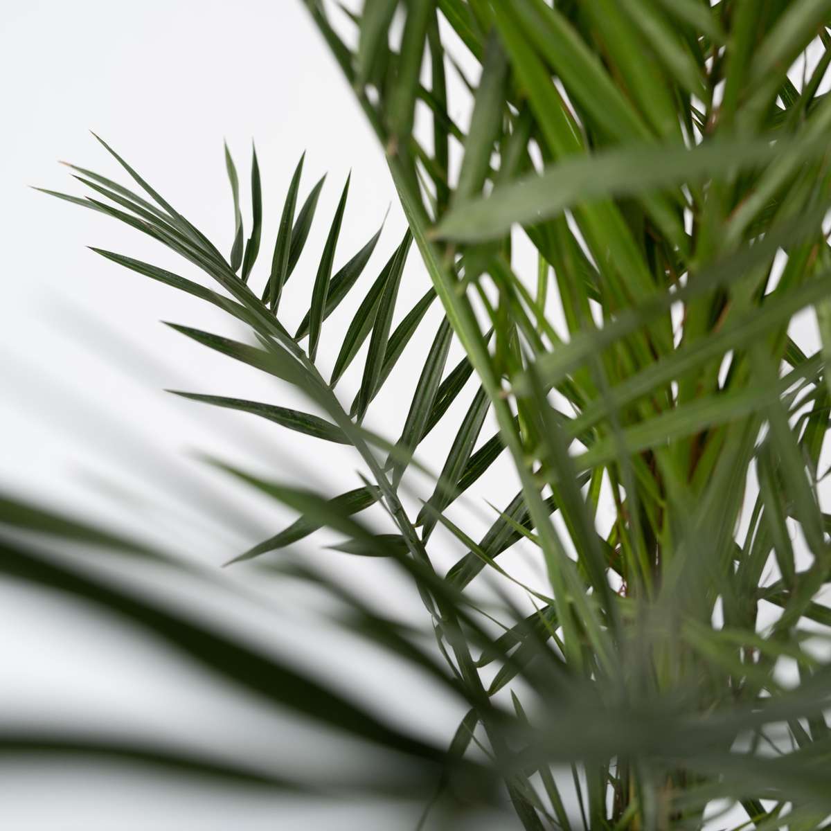Florastore Canary Date Palm - 2 Pcs. - Phoenix Canariensis - Height 50-60Cm - ⌀15Cm