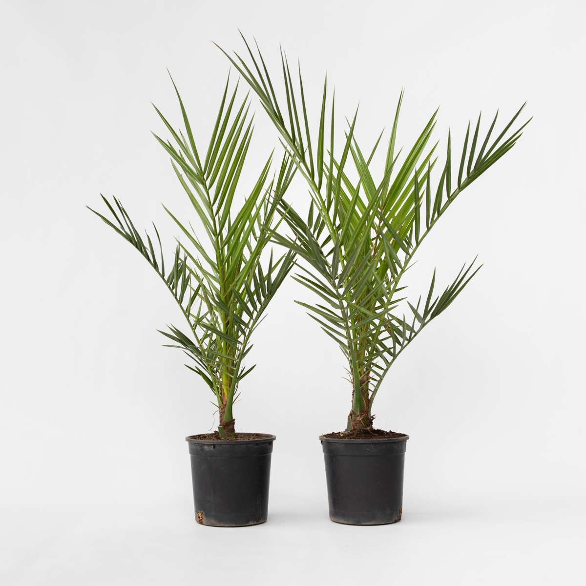 Florastore Canary Date Palm - 2 Pcs. - Phoenix Canariensis - Height 50-60Cm - ⌀15Cm