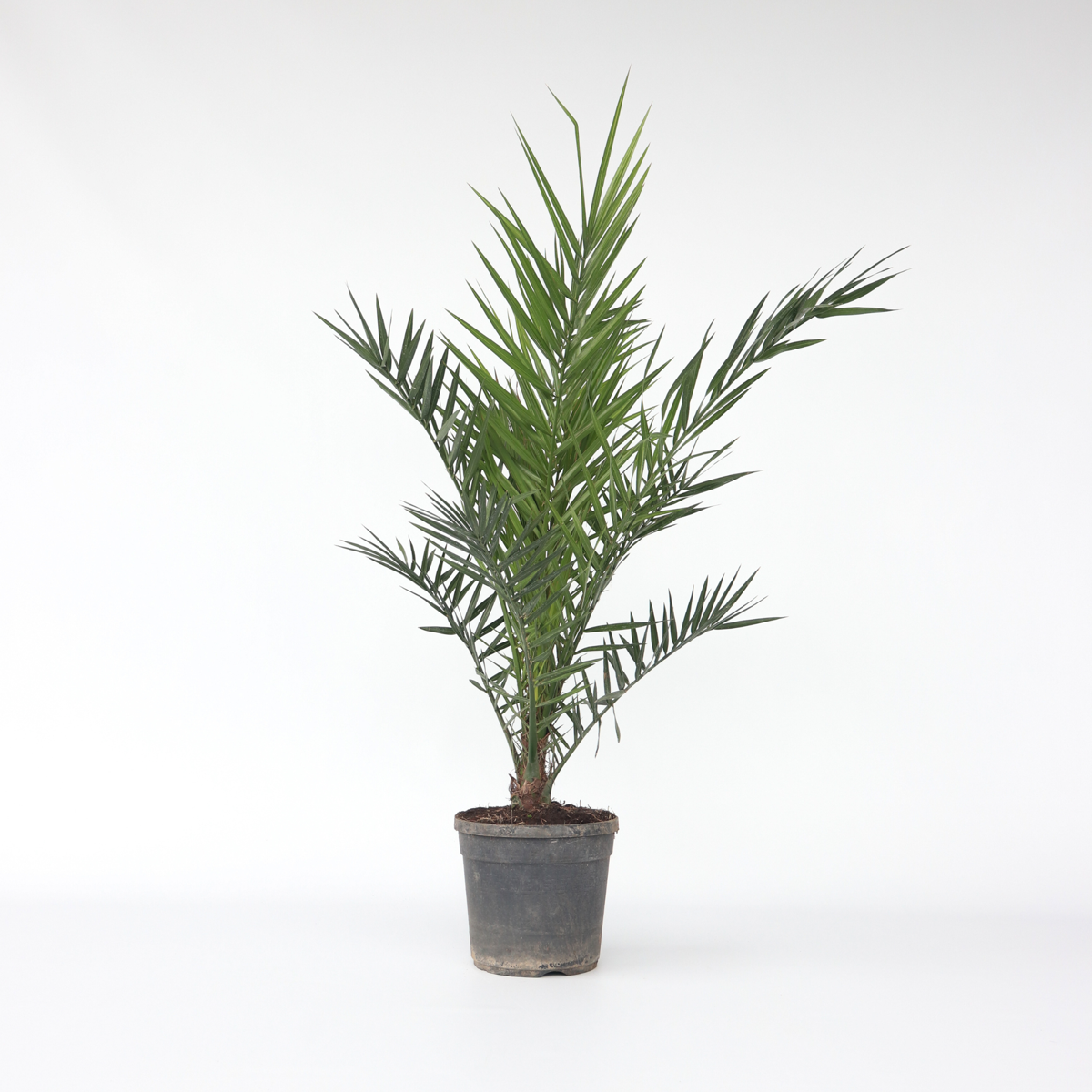 Florastore Canary Date Palm - Phoenix Canariensis - Height 80-100Cm - ⌀19Cm