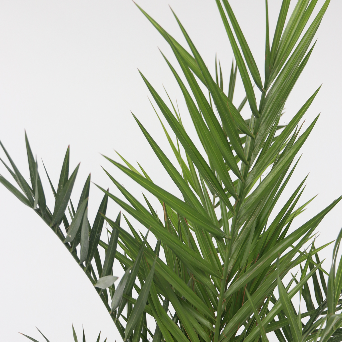 Florastore Canary Date Palm - Phoenix Canariensis - Height 80-100Cm - ⌀19Cm