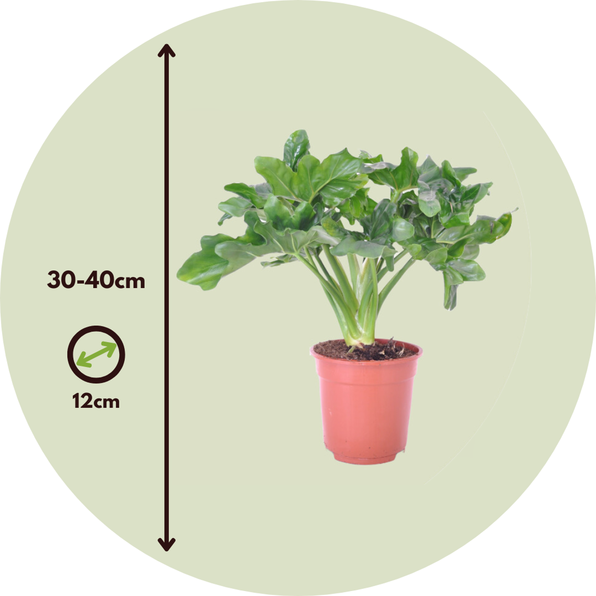 Florastore Split Leaf - 2 Pcs. - Thaumatophyllum Bipinnatifidum - Height 30-40Cm - ⌀12Cm