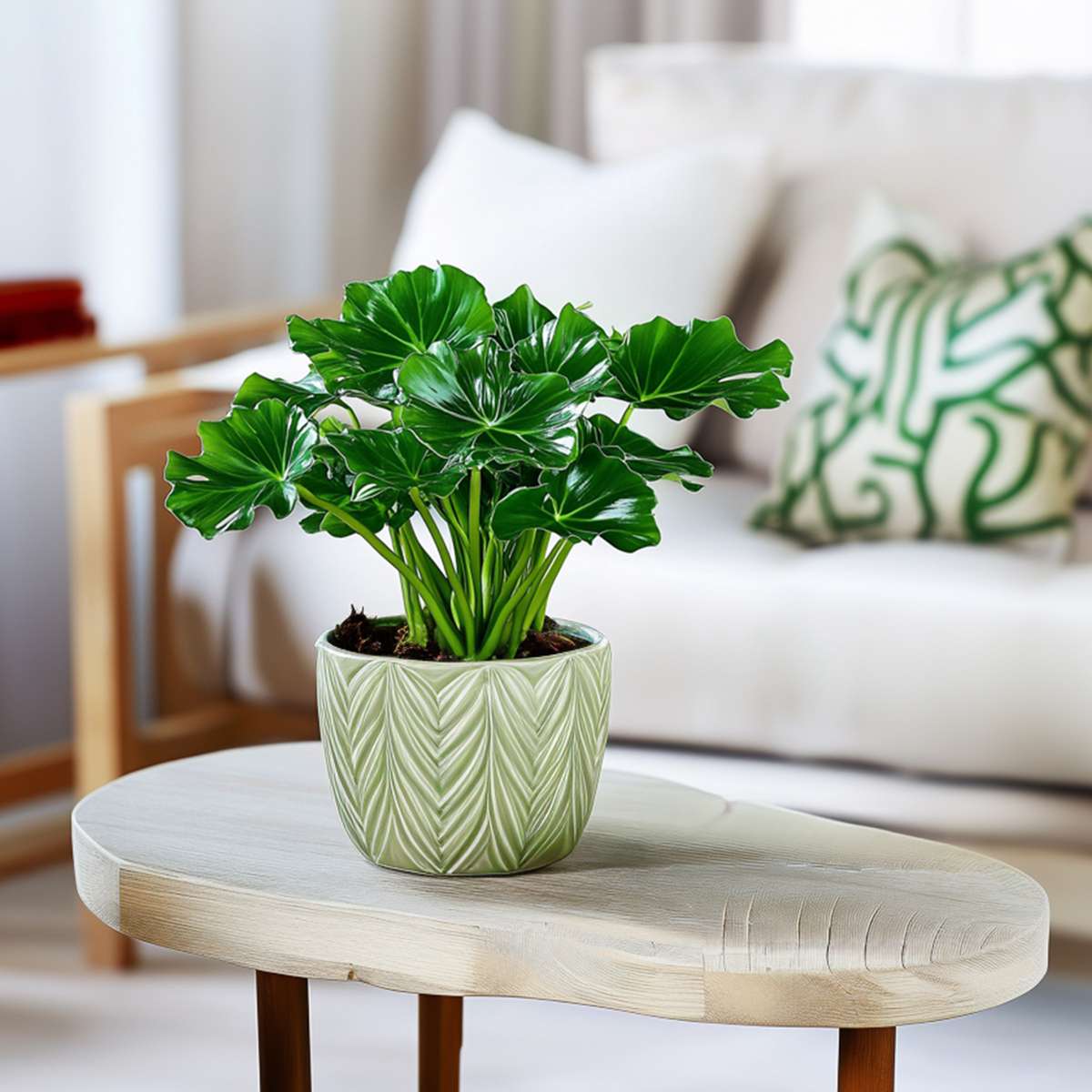 Florastore Split Leaf - 2 Pcs. - Thaumatophyllum Bipinnatifidum - Height 30-40Cm - ⌀12Cm